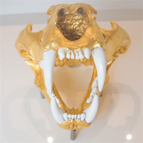 William Rosewood Grisha Reproduction Skull Of A Siberian Tiger