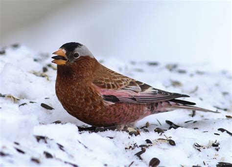 Snow Birds 10 Birds To Look For In Winter Cool Green Science