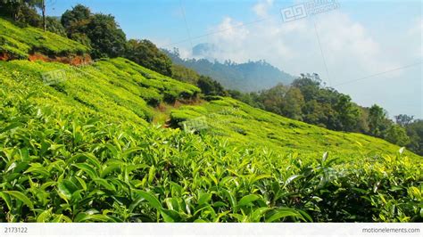 Mountain Tea Plantation In Munnar Kerala India Stock Video Footage