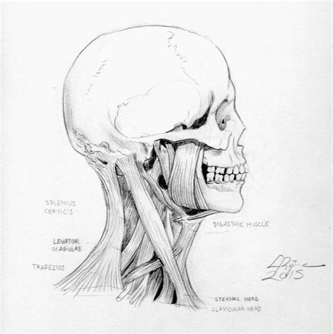 Head Profile Anatomical Study Skull And Neck Anatomy Art Sketches