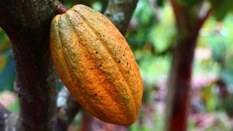 Organic Cocoa Production Farming Cultivation Plantation Agri Farming