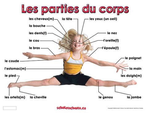 Les Parties Du Corps FranÇais