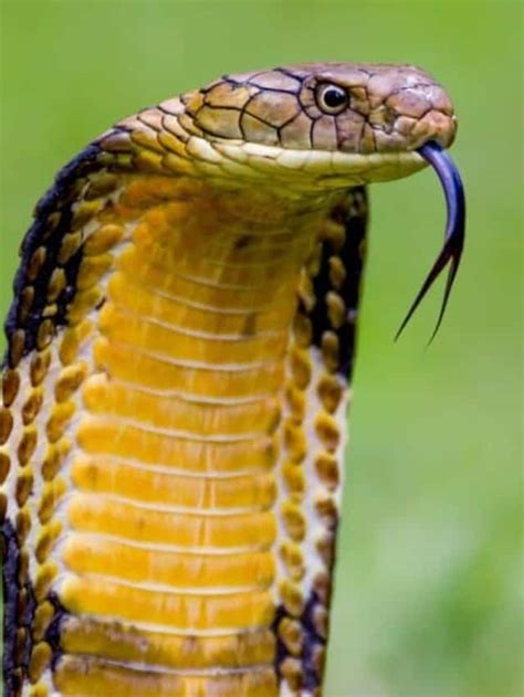 King Cobra Animal Facts Ophiophagus Hannah A Z Animals