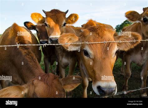 Up Close With A Heard Of Young Jersey Dairy Cows On A Farm Near A