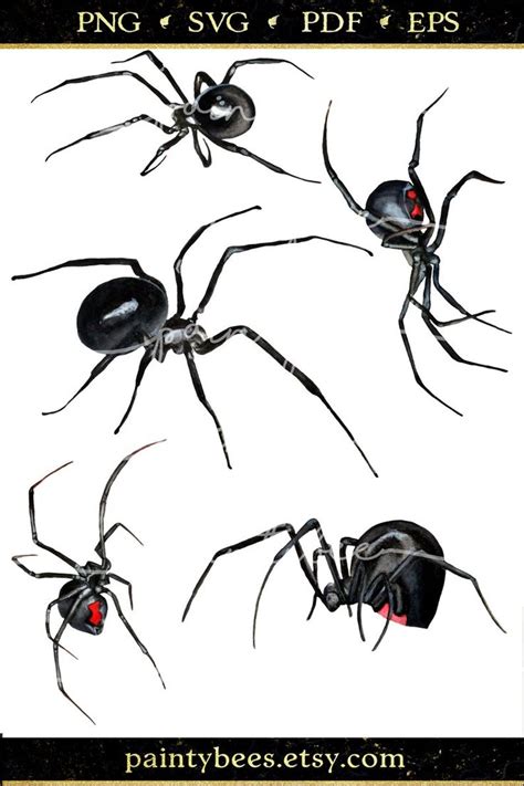 Spider Clipart Insect Clipart Female Black Widow Black Widow Spider