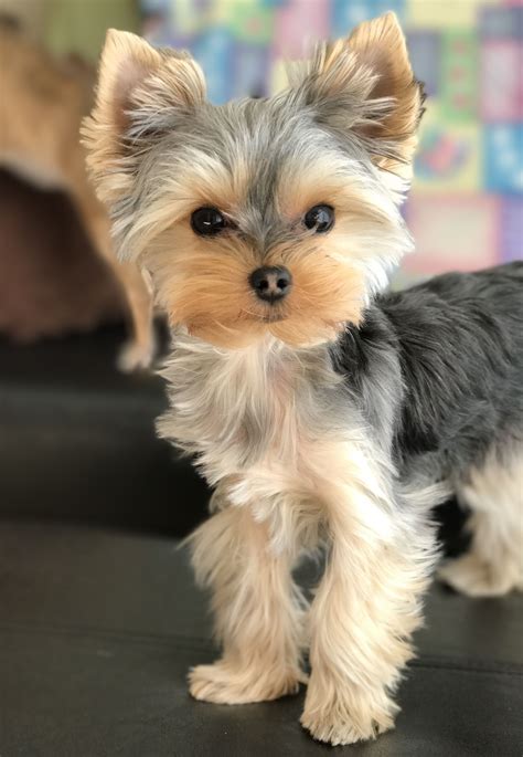 A typical yorkie poo haircut includes a shaggy face with a slightly trimmed beard and a shaved back that tapers into longer leg hair. Biewer Yorkshire Terrier Haircuts