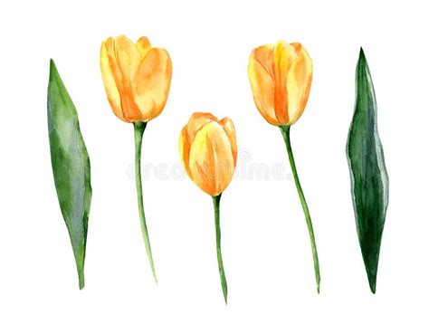 Yellow Tulips Isolated On White Background Set Of Watercolor