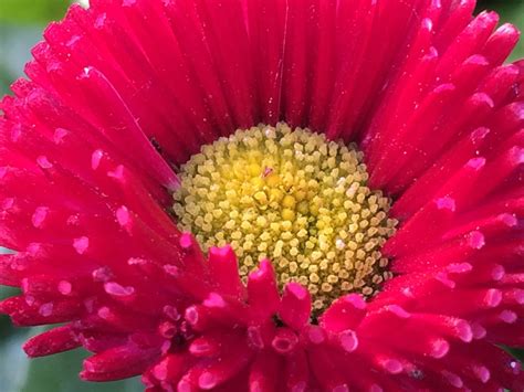 We did not find results for: Bellis Smile - Red | Perennials, Garden, Plants