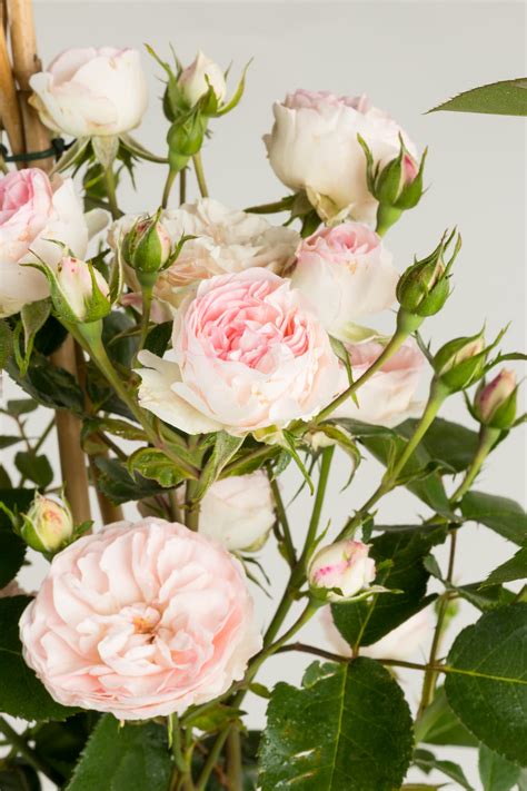 Kletterrose Mini Eden Rose Kaufen Floranza Floranzade Ihr