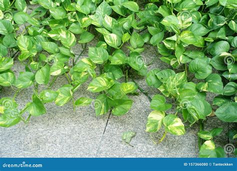 Green Money Plant Epipremnum Pinnatum Stock Photo Image Of Green