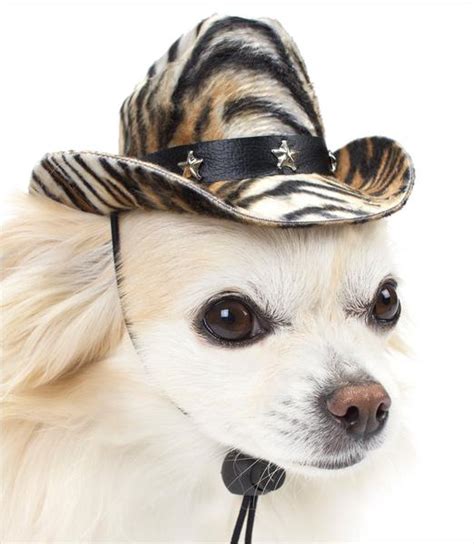Are Dog Hats Necessary