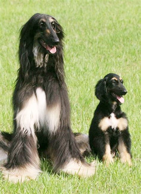 Top 15 Long Haired Dog Breeds Around The World