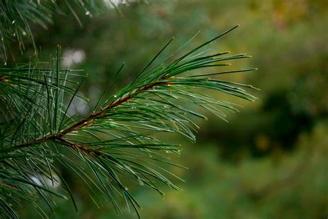 Free Stock Photo Of Closeup Pine Needles Pine Tree Tree