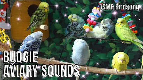 Happy Budgies Sounds Part 11 Birdsounds Budgies Parakeet Lovebirds