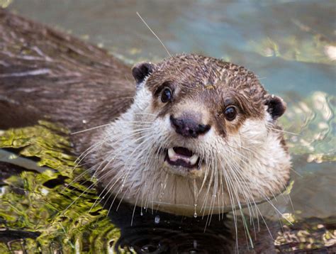 Surprised Otter — The Daily Otter
