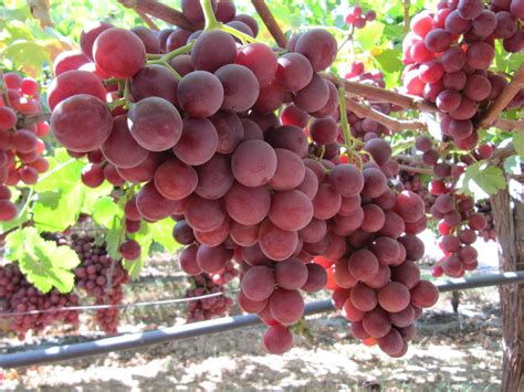 Check spelling or type a new query. Sweet Celebration® Red Seedless Grapes (1kg) — MomoBud
