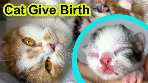 Cat Giving Birth To Kittens With Complete Different Color Youtube