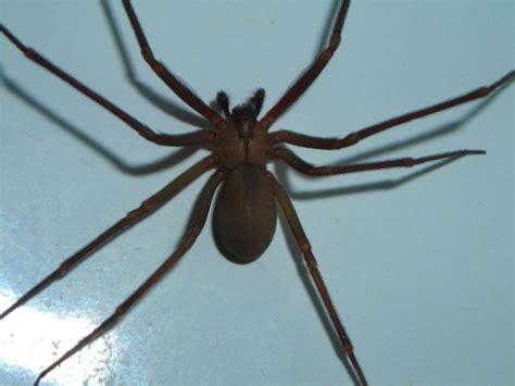 What Does A Brown Recluse Spider Look Like Pest
