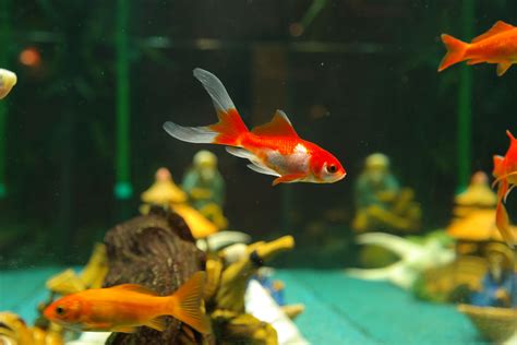 Fotos Gratis Nadar Mascota Biología Fauna Acuario Pez De Colores