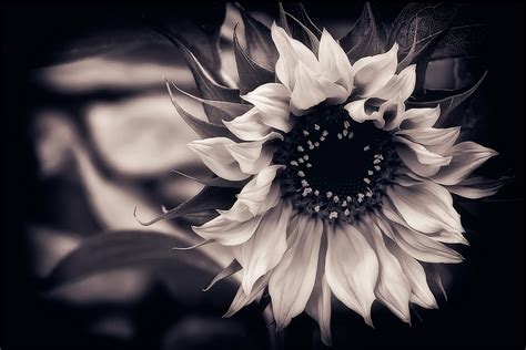 Download this free vector about vintage sunflower in black and white, and discover more than 12 million professional graphic resources on freepik. sunflower, black-and-white, background - image #486432 on ...