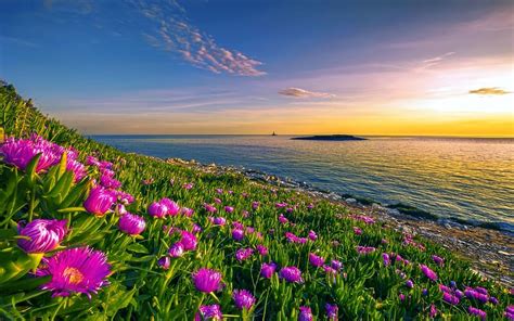 Sea Horizon Flower Coast Ocean Coastline Pink Flower Hd