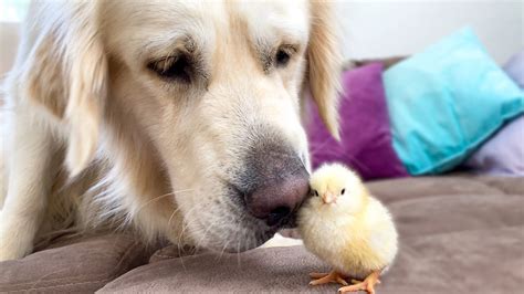 Golden Retriever Meets Newborn Baby Chick For The First Time Youtube