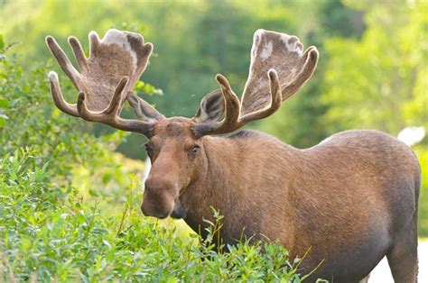 Deer Vs Moose Comparison Difference Between A Deer And Moose