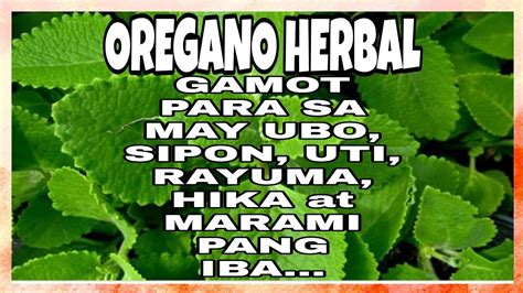 OREGANO HERBAL GAMOT Sa May UBO SIPON UTI ASTHMA AT IBA PA YouTube