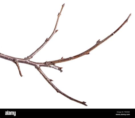 Dry Tree Branches Isolated On White Stock Photo Alamy
