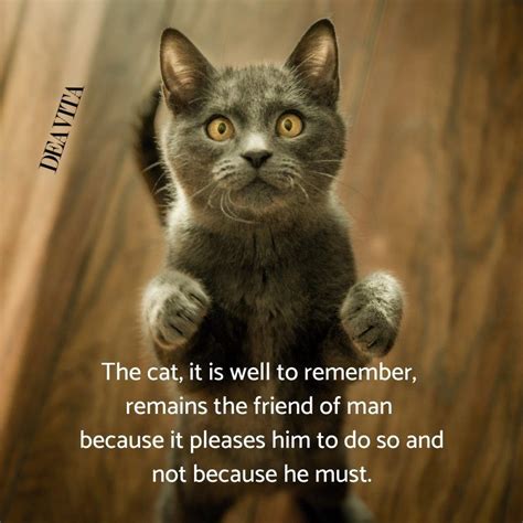 Take The Elegant New Funny Cat Pictures And Quotes Hilarious Pets