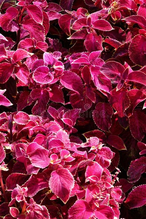 Coleus Flower In Autumn Stock Photo Image Of Leaf Garden 211147706