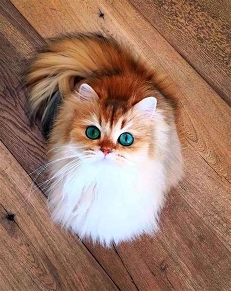 The Best Fluffy Cat Pictures Ideas