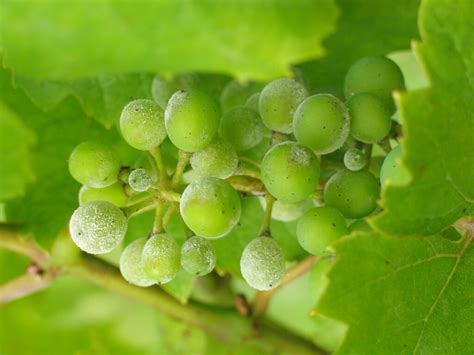 Most Common Grapevine Pests Around The World Evineyard Blog