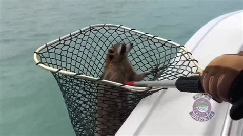 Video Raccoon Rescued Off Florida Coast