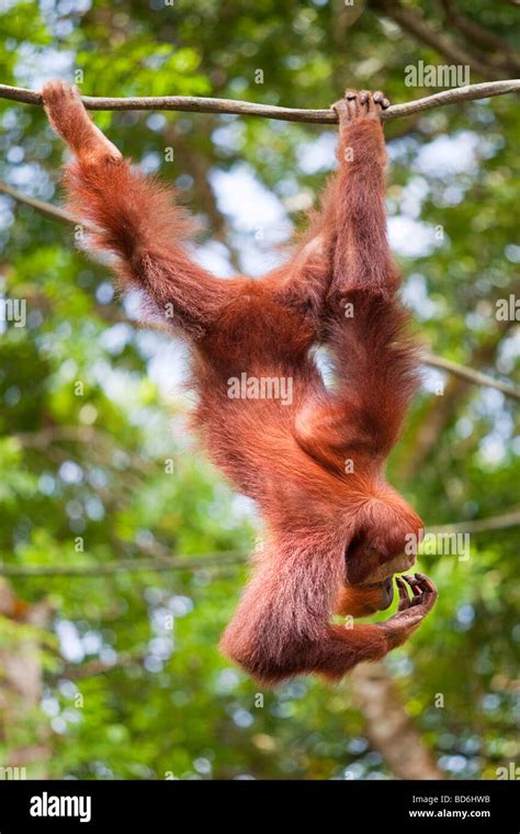 Portrait Of An Orangutan Hanging From A Tree Stock Photo Alamy