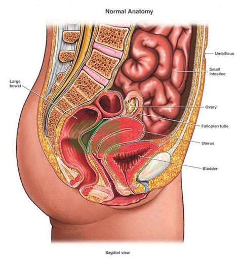 Female internal organs, by vesalius. Female Anatomy Organs Diagram - koibana.info | Human anatomy picture, Human anatomy female ...
