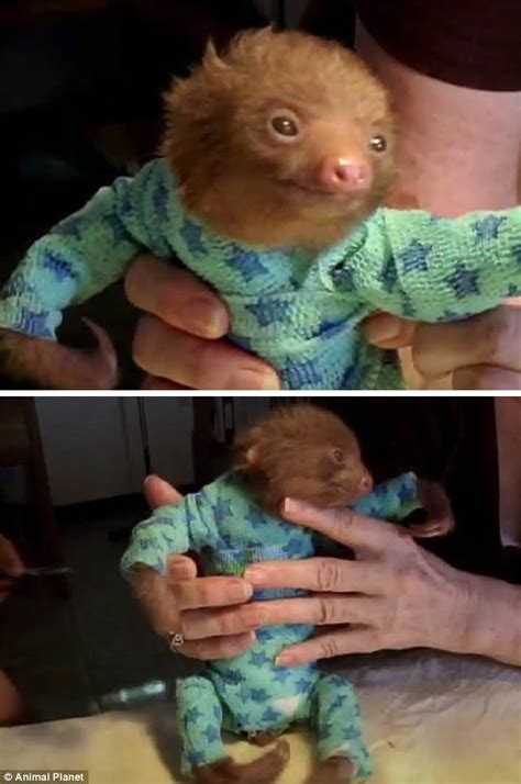 13 Cutest Pets Wearing Sweaters And Onesies Oddee