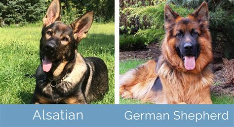 Alsatian Vs German Shepherd Dogs Whats The Difference Hepper