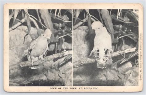 Animal~cock Of The Rock St Louis Zoo Bandw Card~vintage Postcard 350