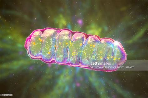 Mitochondrion Illustration High Res Vector Graphic Getty Images
