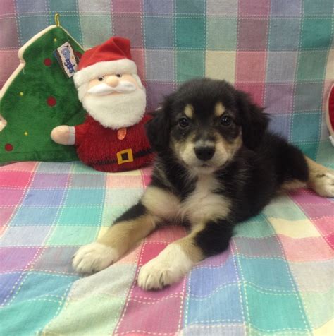 The name sennenhund is derived from the german senne (alpine pasture) and hund (hound/dog). Bernese Mountain Dog / Border Collie Mix ...