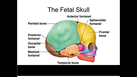 Fetal Skull Labeled Diagram Diagram Media