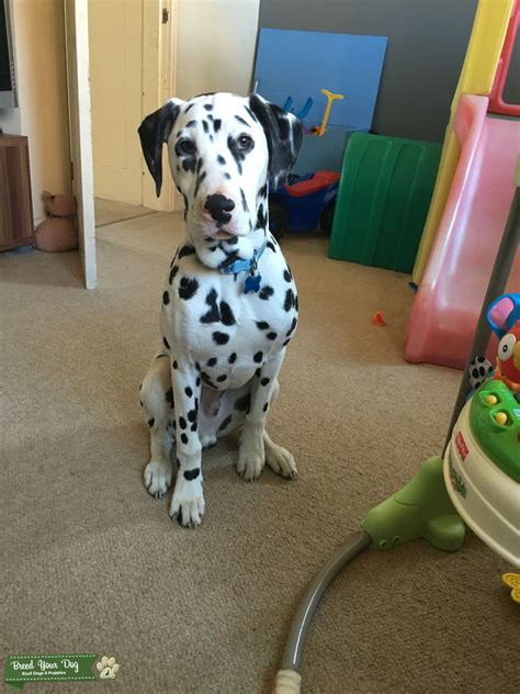 Male Dalmatian Stud Dog In West Yorkshire The United States Breed
