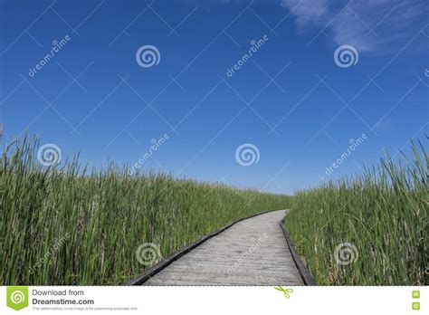 Boardwalk In A Marsh 1 Stock Image Image Of Wood Green 73955957