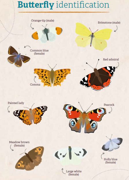 Identify British Butterflies Devon Wildlife Trust