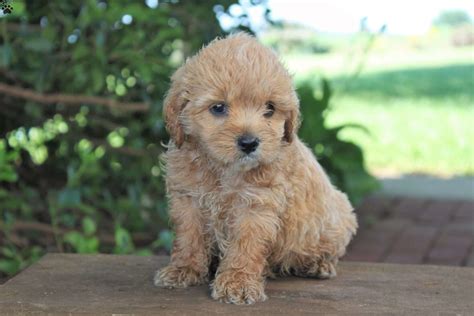 When mixed breed puppies are small, they seem to favor one or maybe two breeds. Graham - Cocker Spaniel Mix Puppy For Sale in Pennsylvania