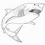 Great White Coloring Pages