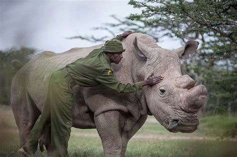 Scientists Cautiously Optimistic That Treatments Will Save Last Male White Rhino Good