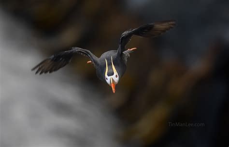 Best Camera And Lenses For Birds In Flight Wildlife Photography