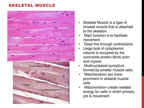 Ppt Skeletal Muscle Powerpoint Presentation Free Download Id2176481